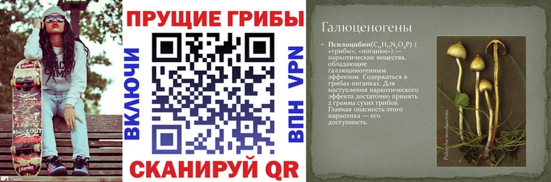 Псилоцибиновые грибы Psilocybe  Купить закладки  Печоры 